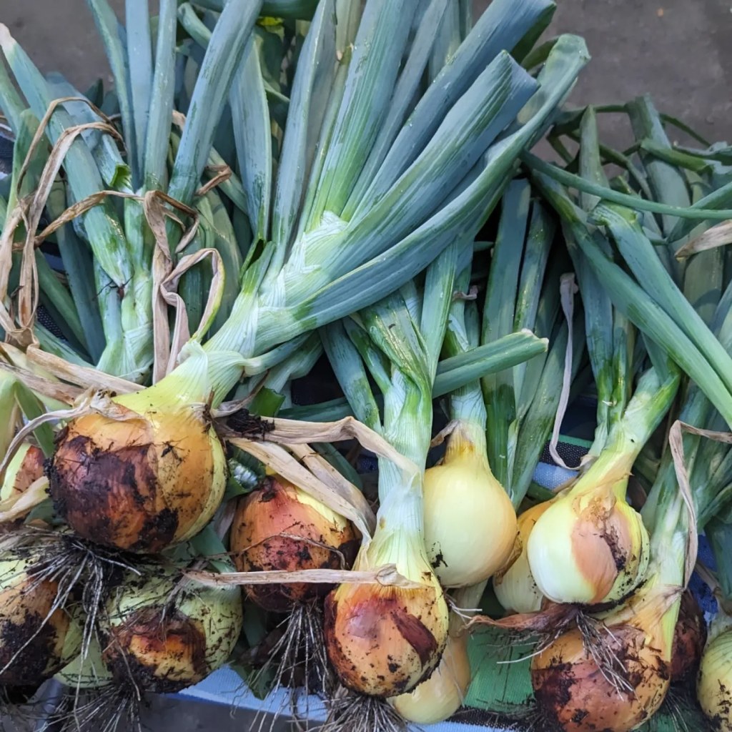 Crafting Raised Beds for Your Backyard Garden in&nbsp;Indiana